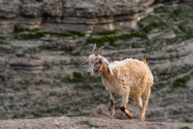 Chèvre de montagne dans les montagnes du Daghestan