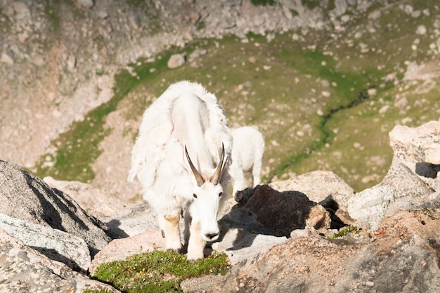 Une chèvre de montagne dans les Rocheuses du Colorado