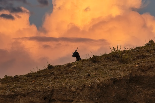 Chèvre de montagne noire dans les montagnes de l'Altaï avec le magnifique ciel orageux rouge