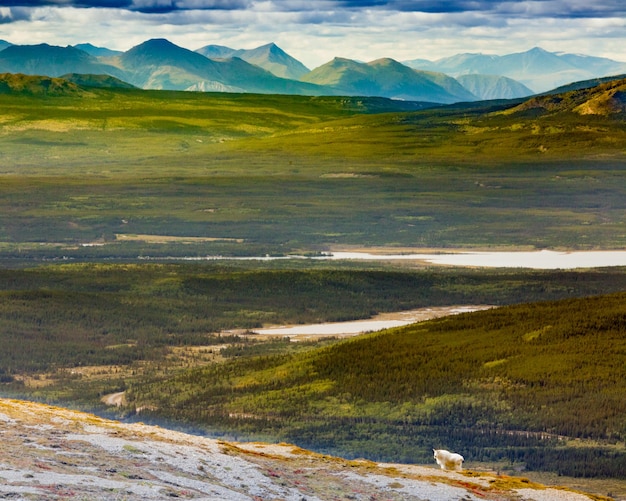 Chèvre de montagne Oreamnos americanus Yukon Canada