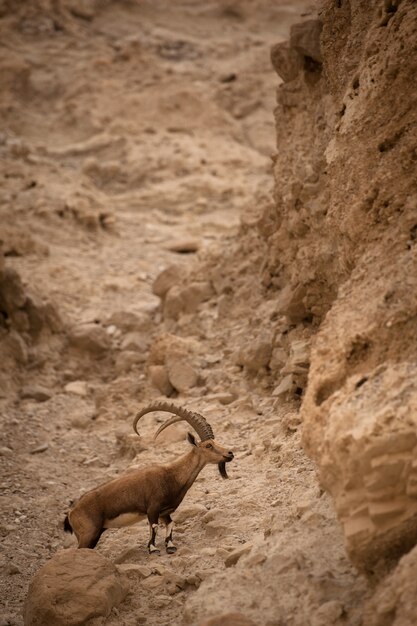 Une chèvre de montagne sur les pentes d'une montagne dans le désert israélien.