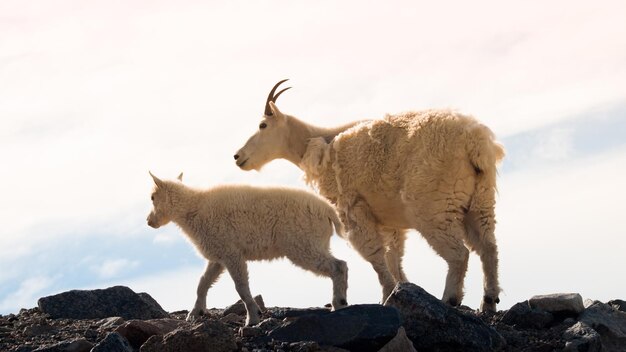 Une chèvre de montagne avec son bébé dans les Rocheuses du Colorado