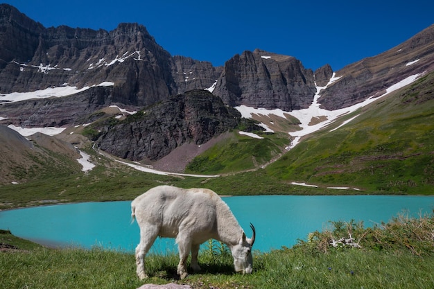 chèvre de montagne