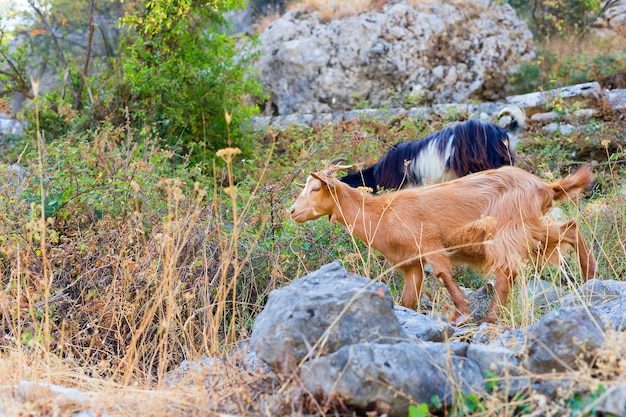 chèvre de montagne