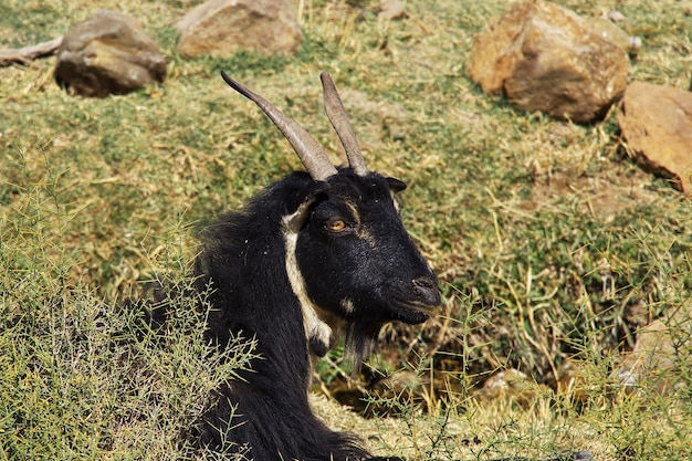 Chèvre sur les montagnes d'Iran