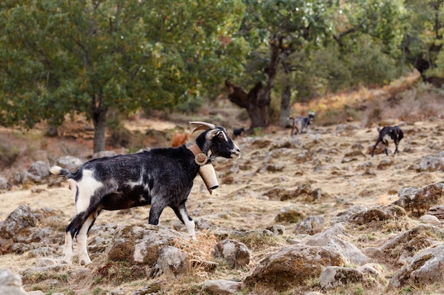 Chèvre noire à la campagne