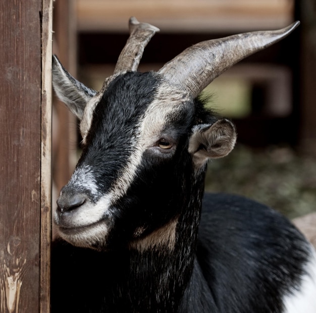 Chèvre noire dans la journée d'été du zoo