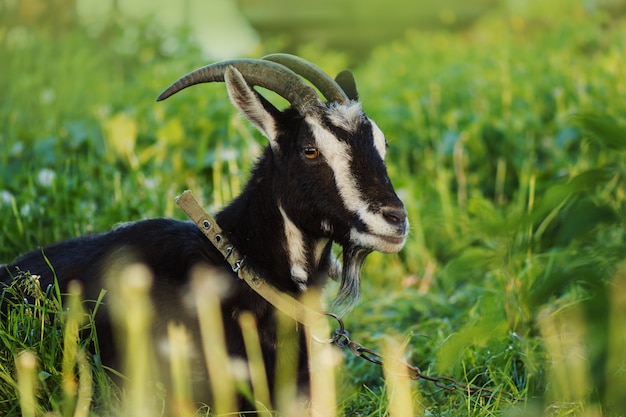 Chèvre noire nourrissant l'herbe