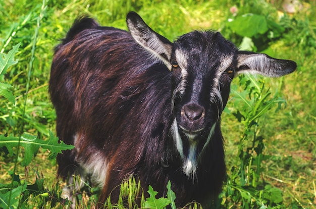 Chèvre noire paissant dans une prairie du village.