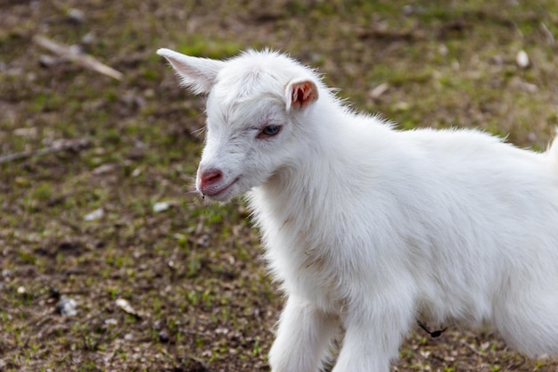 Chèvre nouveau-né sur la basse-cour Portrait de bébé chèvre