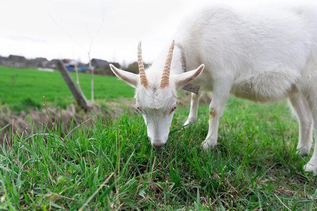 Une chèvre paît dans un champ vert frais Photo de haute qualité