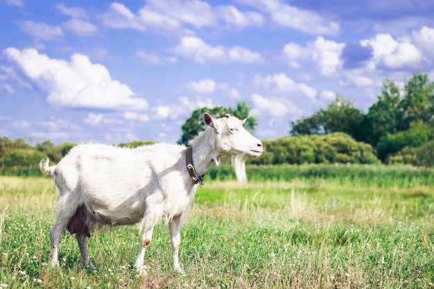 Chèvre sur un pâturage dans l'après-midi dans le champ