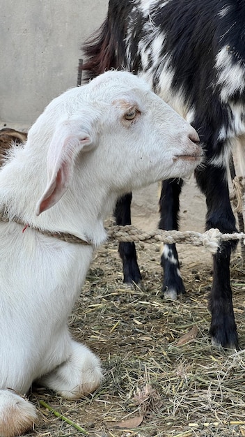 Une chèvre portant un collier