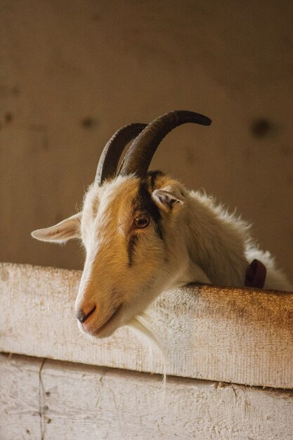 Chèvre posant dans une zone ouverte de la grange. Chèvre, marche, sur, grange