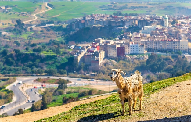 Chèvre près de tombes marinides à Fès - Maroc