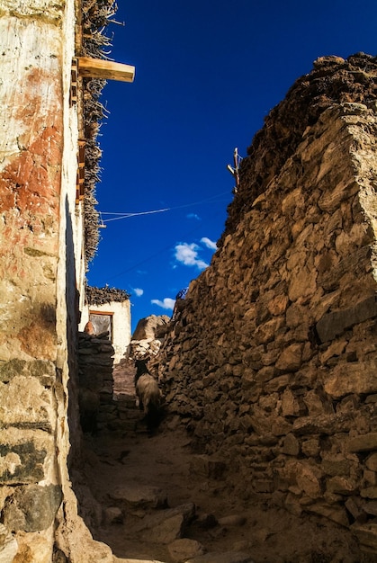 Une chèvre qui marche dans une ruelle au milieu d'un mur de pierre contre le ciel