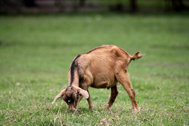 Une chèvre qui paît dans un champ