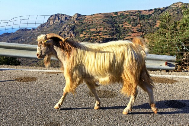 Chèvre sur la route à l'île de Crète en Grèce