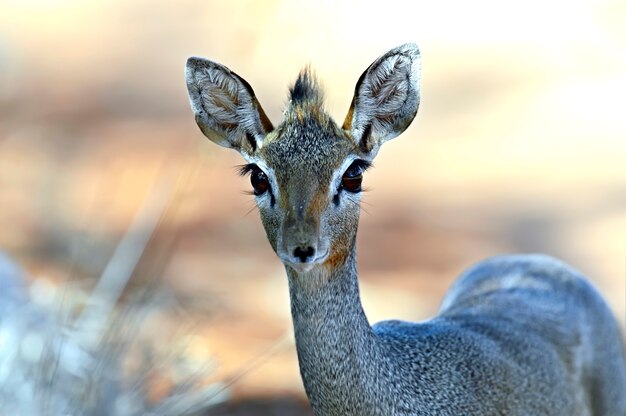 Chèvre sauvage Afrikanskfy Dik-dik dans son habitat naturel. Kenya.