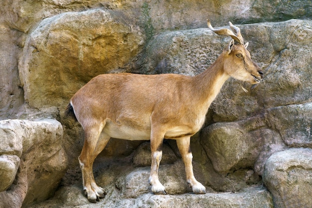 Chèvre sauvage sur le rocher Herbivore dans la nature