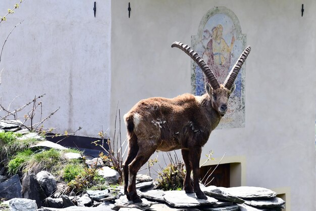 Une chèvre se dresse sur un rocher devant une église