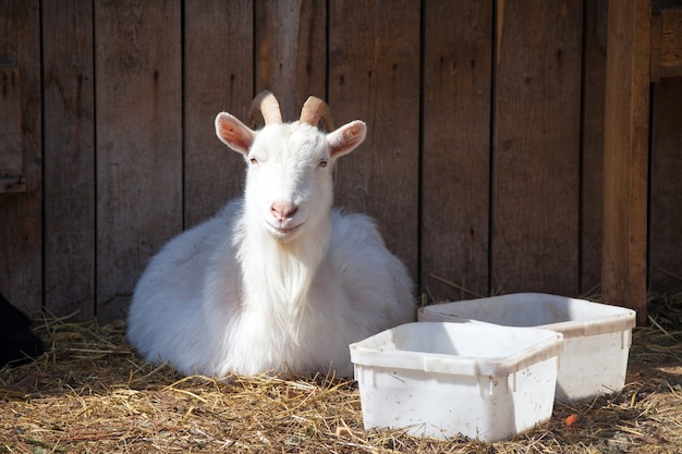 Chèvre souriante se reposant au soleil