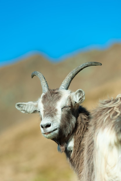 Chèvre avec les yeux fermés