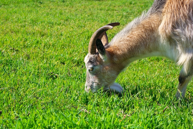 Chèvre