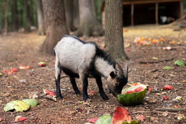 Un chevreau gris avec des cornes mange une pastèque. Capricorne