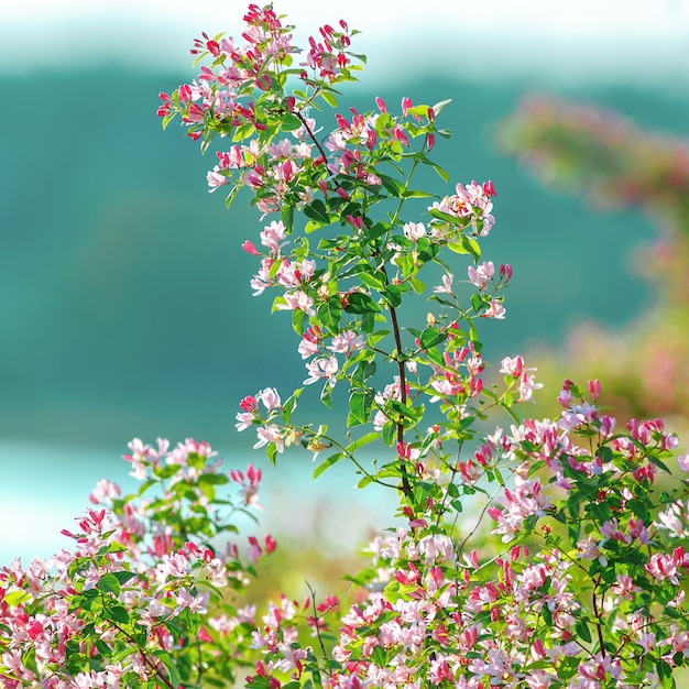 Chèvrefeuille buisson à fleurs dans le jardin. tonique