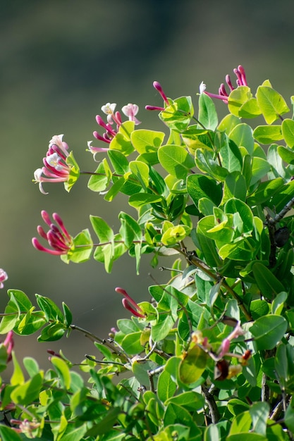 Chèvrefeuille méditerranéen Lonicera implexa