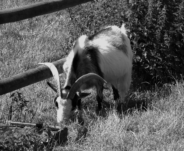 Photo chèvres au pâturage sur le champ