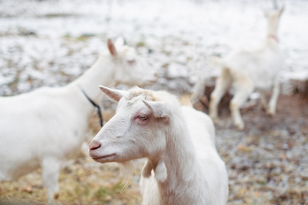 Chèvres blanches dans une ferme en hiver.