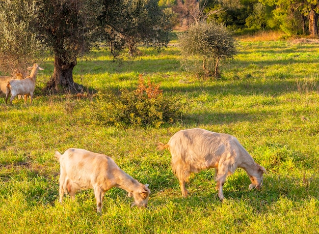 Des chèvres blanches paissent dans un pré dans un jardin d'oliviers sur l'île grecque d'Eubée en Grèce