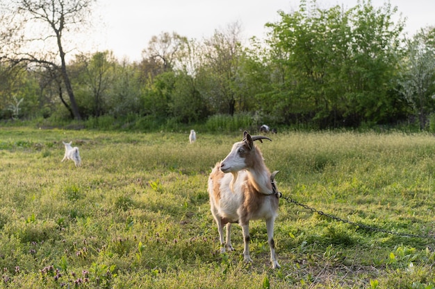 Chèvres broutant dans un champ d'herbe sur un sanctuaire d'animaux de ferme Beau paysage rural
