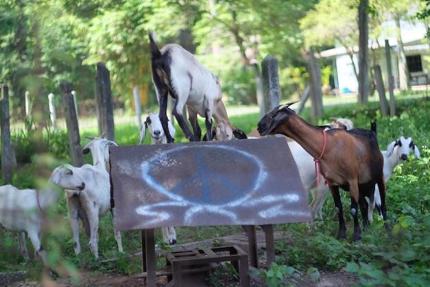 Photo des chèvres sur le champ