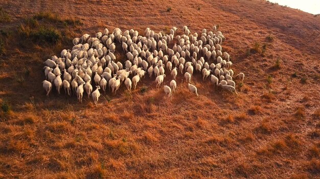 Les chèvres courent sur la colline photo hd