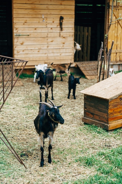 Chèvres dans une ferme caprine un hangar en bois dans la cour de la ferme