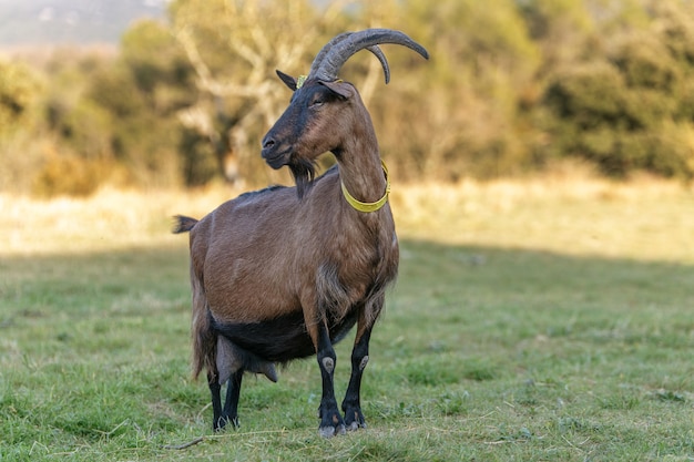 Chèvres dans une ferme