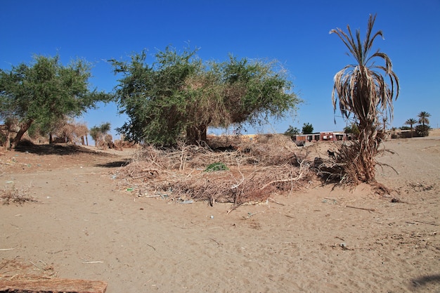 Chèvres dans le petit village sur le Nil, Soudan