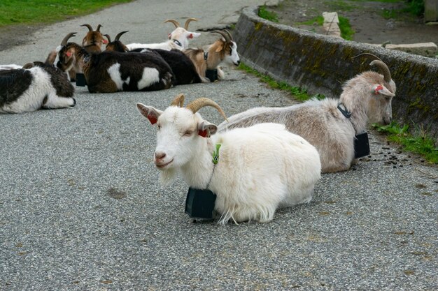 Chèvres dans la ville de Bergen en Norvège