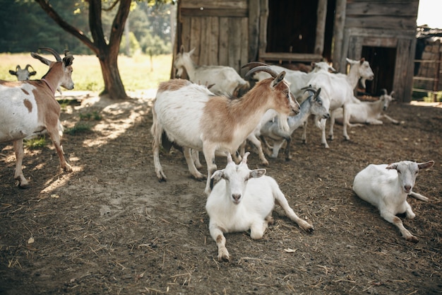 Chèvres à la ferme caprine