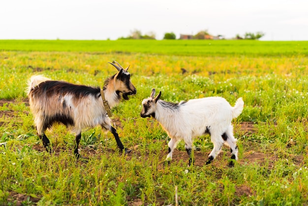 chèvres sur la ferme écologique mangeant de l'herbe