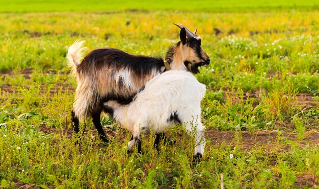 chèvres sur la ferme écologique mangeant de l'herbe