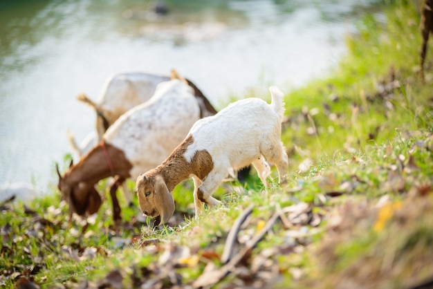 Chèvres mangeant de l&#39;herbe