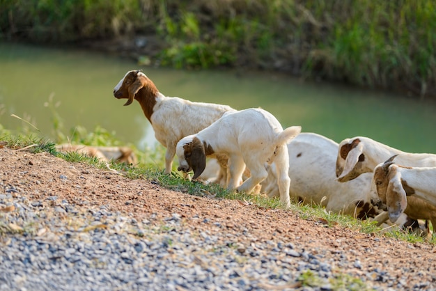 Chèvres mangeant de l&#39;herbe