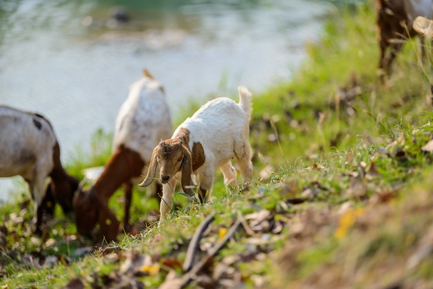 Chèvres mangeant de l&#39;herbe