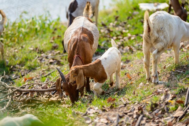 Chèvres mangeant de l&#39;herbe