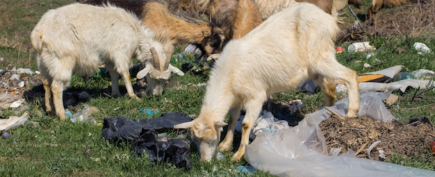 Les chèvres mangent des déchets plastiques Les animaux de la catastrophe écologique meurent à cause des déchets plastiques