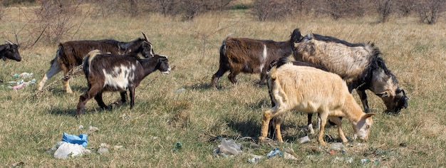 Les chèvres mangent des déchets plastiques Les animaux de la catastrophe écologique meurent à cause des déchets plastiques